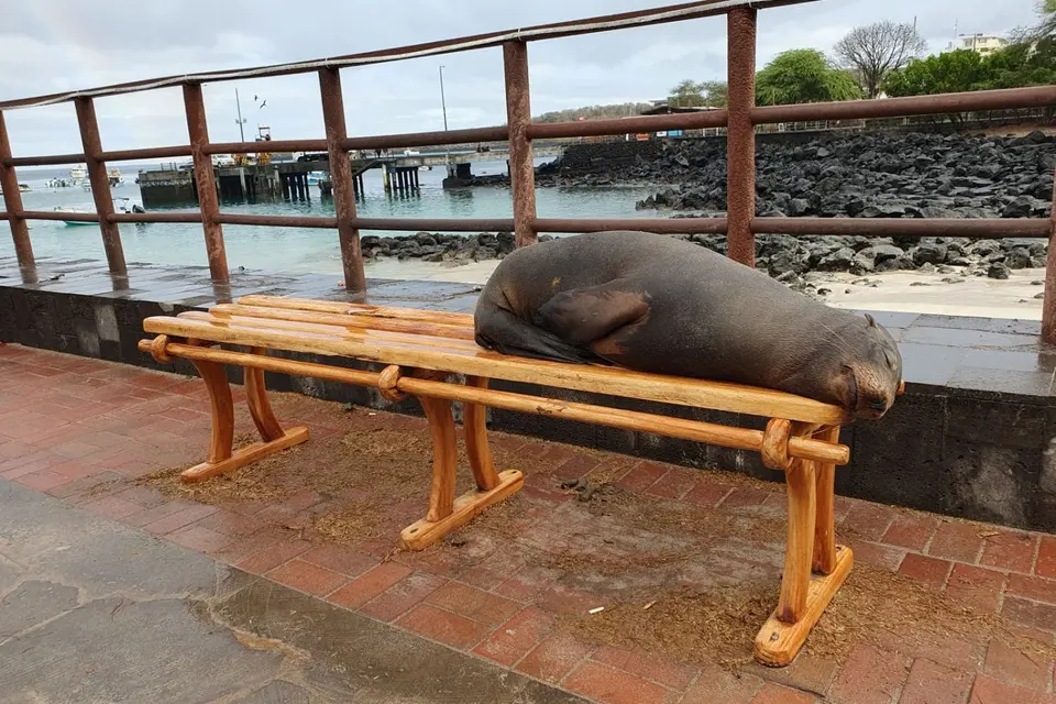 084EquadorNov2023-GalapagosSanCristobal-Seelöwe.jpg
