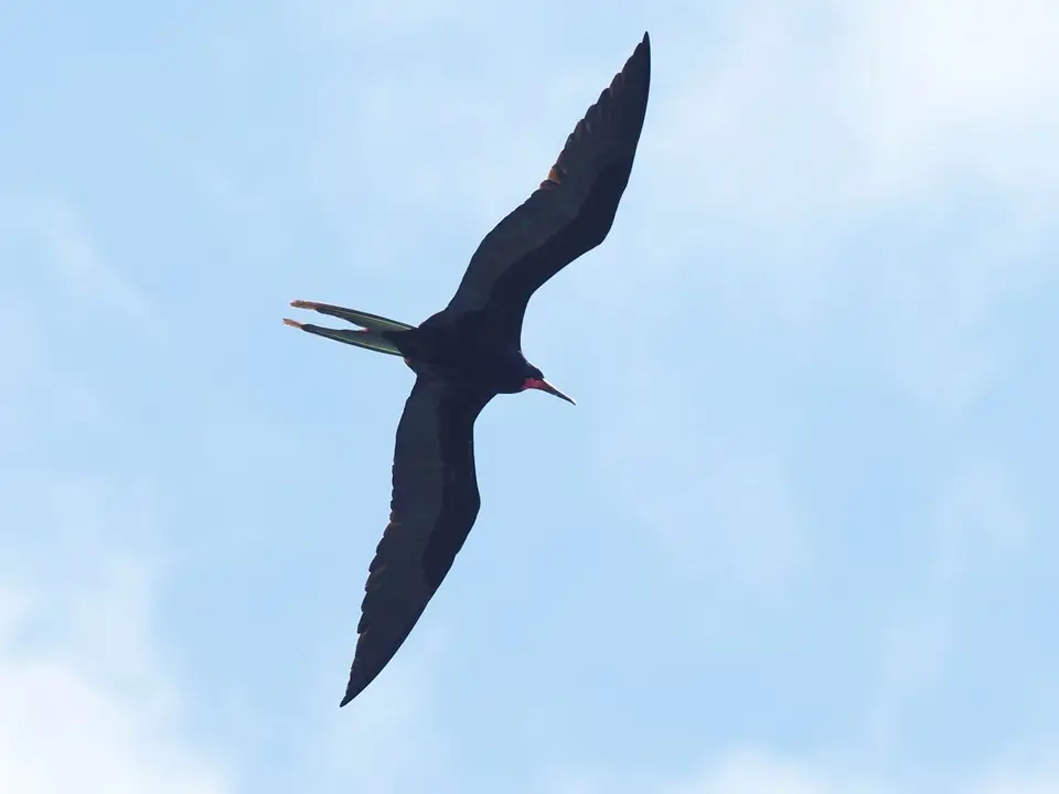 086EquadorNov2023-GalapagosIsabela-Fregattvogel.JPG