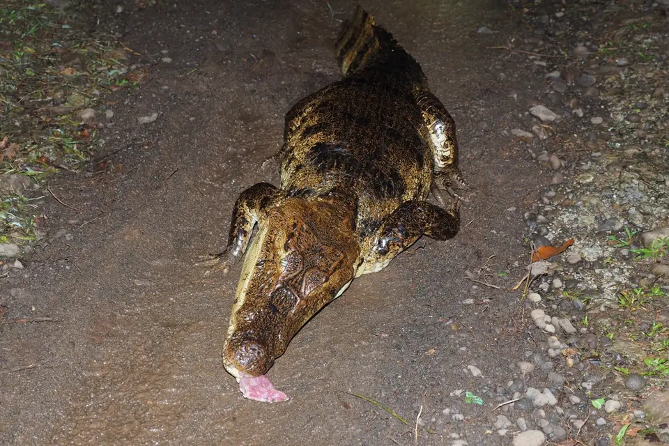 102CostaRicaNov2021BocaTapadaLagunadelLargatoLodge-KaimantourzurLaguna.JPG