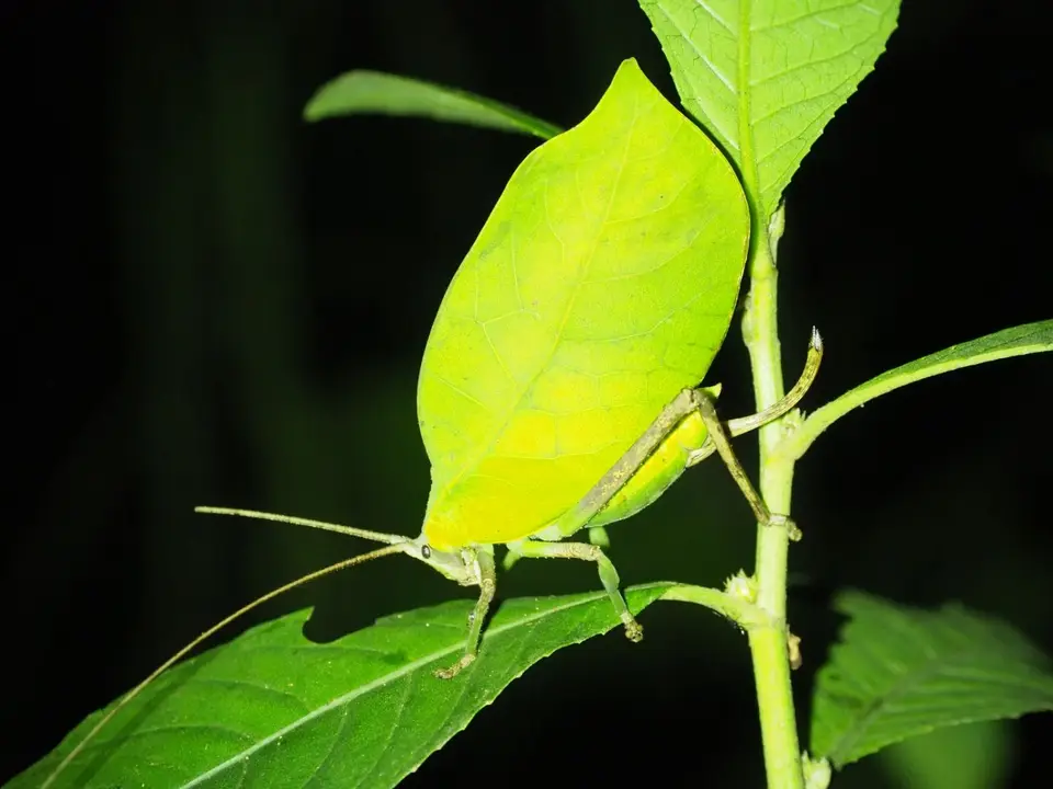 106EcuadorNov2023-YasuniNP-LeafInsect.JPG