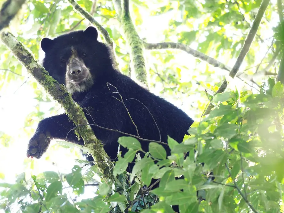 108EcuadorNov2023-Maquipucuna-Brillenbär.JPG