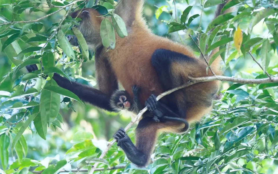 116CostaRicaNov2021TortugueroNPSpiderMonkey.JPG