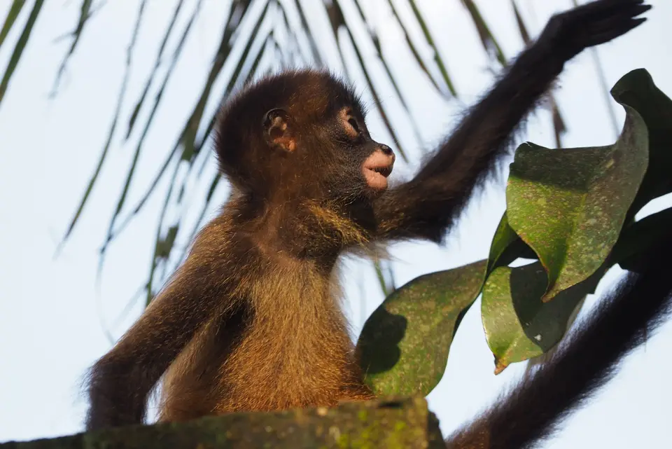 118aCostaRicaNov2021TortugueroNPSpiderMonkey.JPG