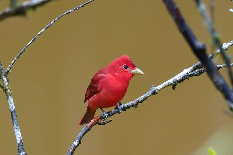 130CostaRicaNov2021BocaTapadaLagunadelLargatoLodge-Summertanager.JPG