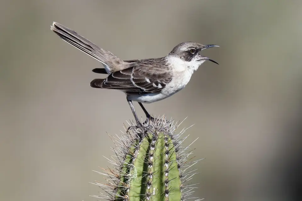 140EquadorNov2023-GalapagosIsabela-Spottdrossel.JPG
