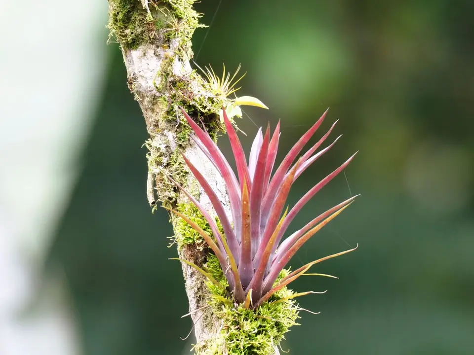 145EcuadorNov2023-Maquipucuna-Bromelie.JPG