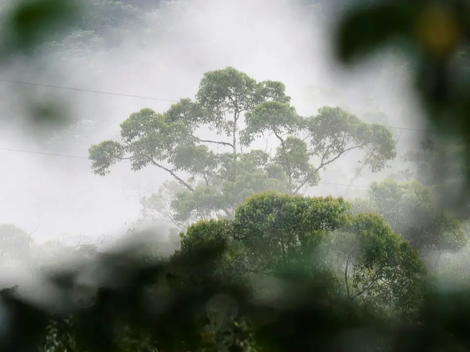 155EcuadorNov2023-Maquipucuna-Regenwald.JPG