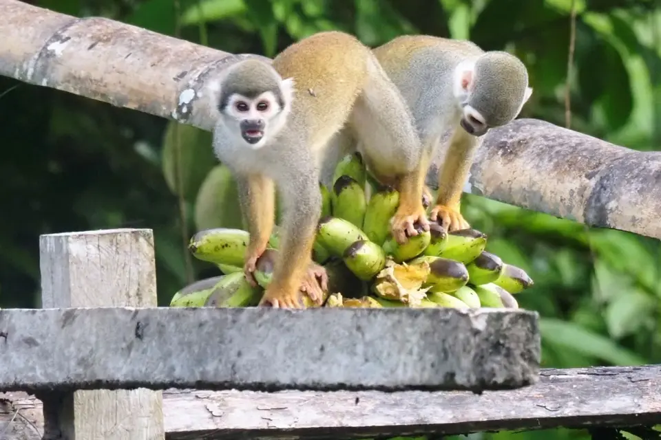 156EcuadorNov2023-YasuniNP-SquirrelMonkey.JPG