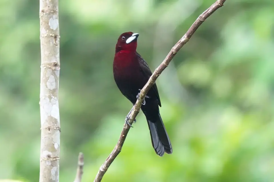 162EcuadorNov2023-YasuniNP-Silver-beakedTanager.JPG