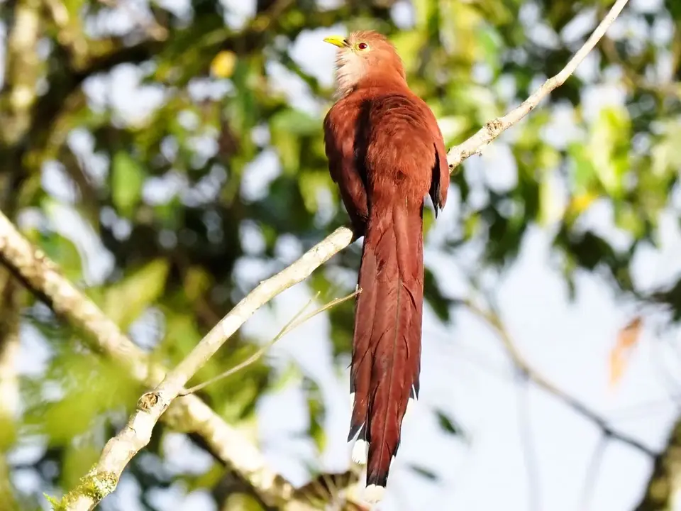 166EcuadorNov2023-Maquipucuna-squirrelcuckoo.JPG