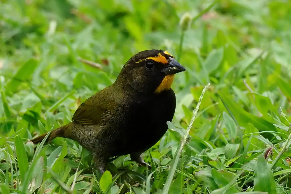 170CostaRicaNov2021LaFortuna-yellow-facedgrassquit.JPG