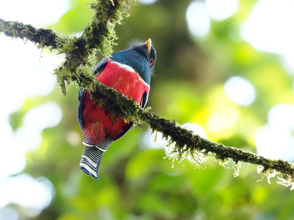 184EcuadorNov2023-Maquipucuna-maskedTrogon.JPG