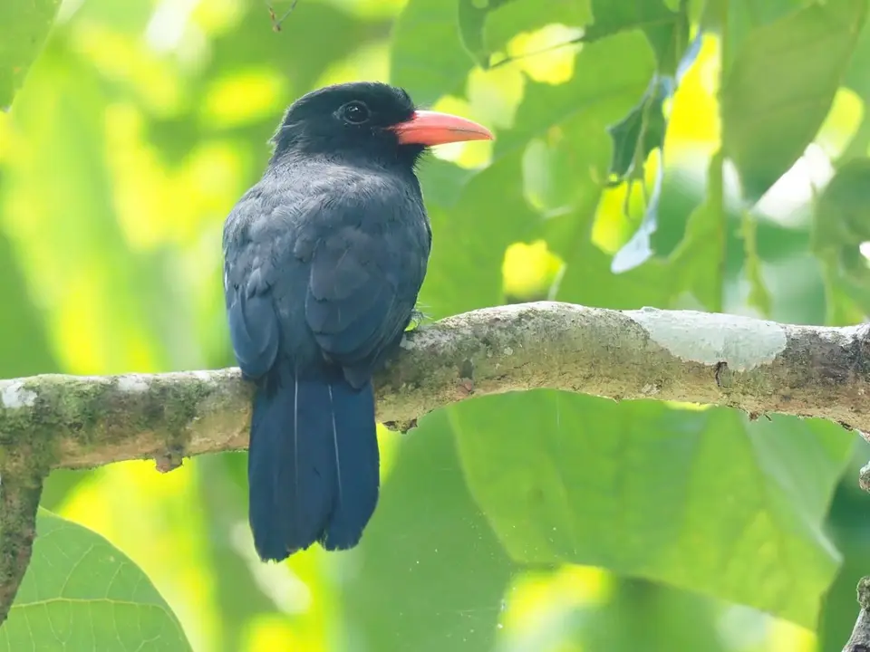 199EcuadorNov2023-YasuniNP-Black-frontedNunbird.JPG