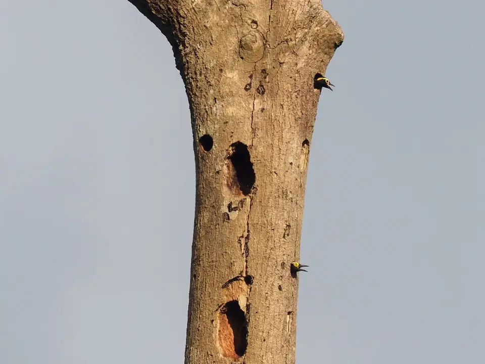 208EcuadorNov2023-YasuniNP-yellow-tuftedWoodpecker.JPG