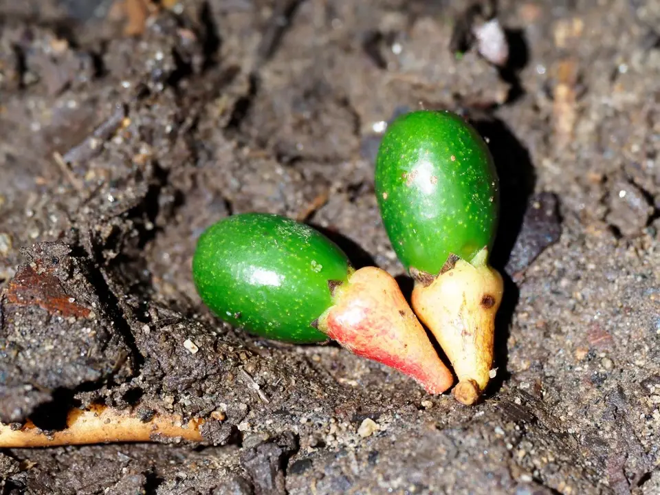 226EcuadorNov2023-Maquipucuna-Avocado.JPG