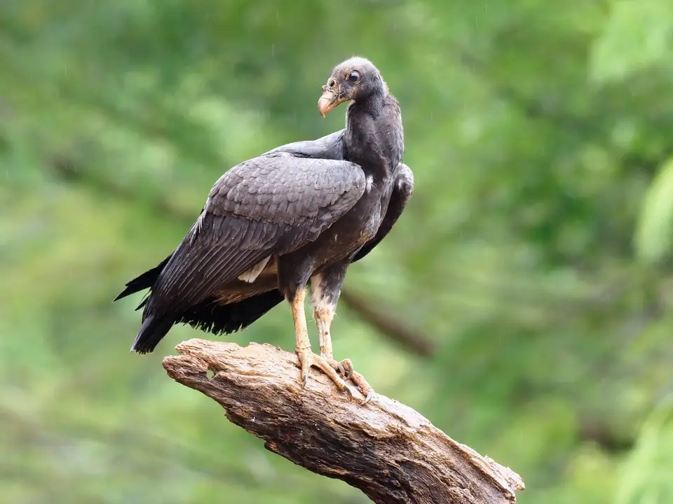236CostaRicaNov2021BocaTapadaLagunadelLargatoLodge-kingvulturejuvenile.JPG