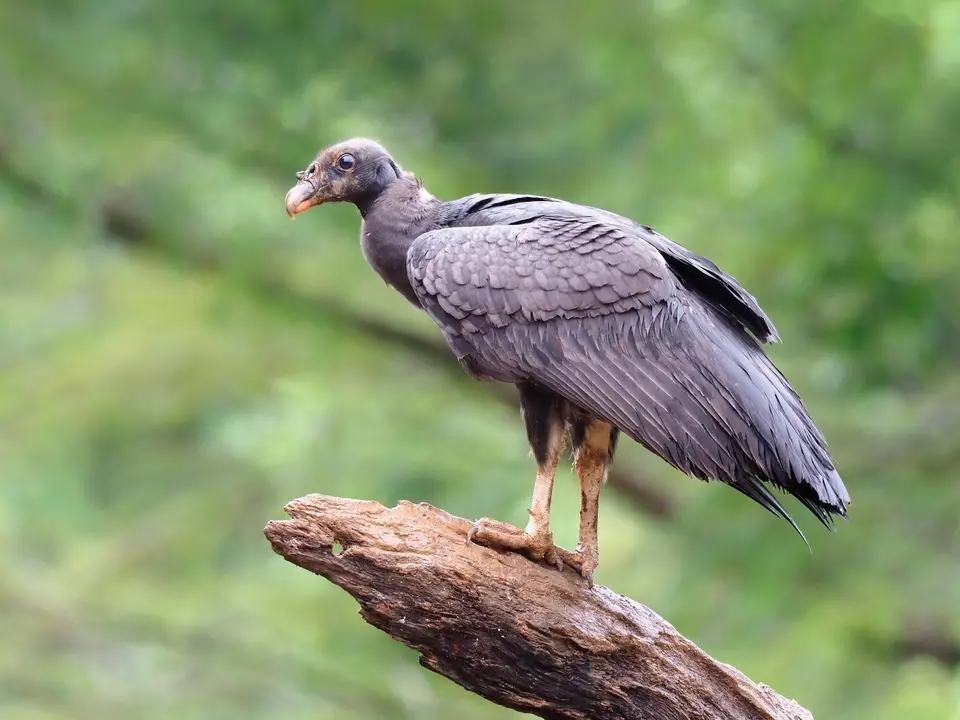 250CostaRicaNov2021BocaTapadaLagunadelLargatoLodge-kingvulturejuvenile.JPG