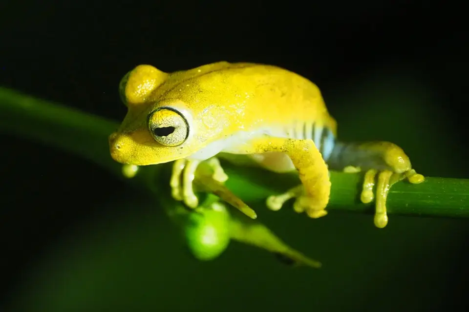 258EcuadorNov2023-YasuniNP-Frosch.JPG