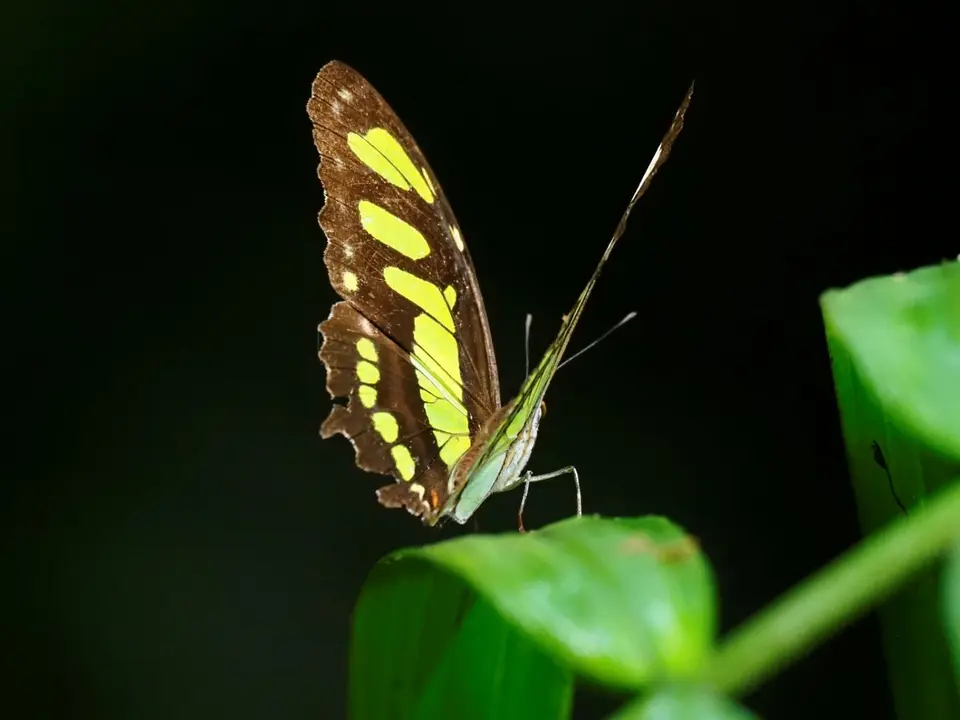 271EcuadorNov2023-YasuniNP-YasuniNP-Schmetterling.JPG