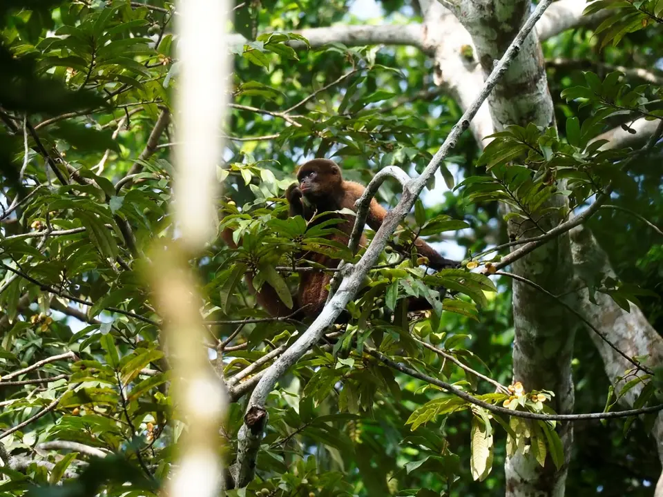 272EcuadorNov2023-YasuniNP-YasuniNP-whoollymonkey.JPG