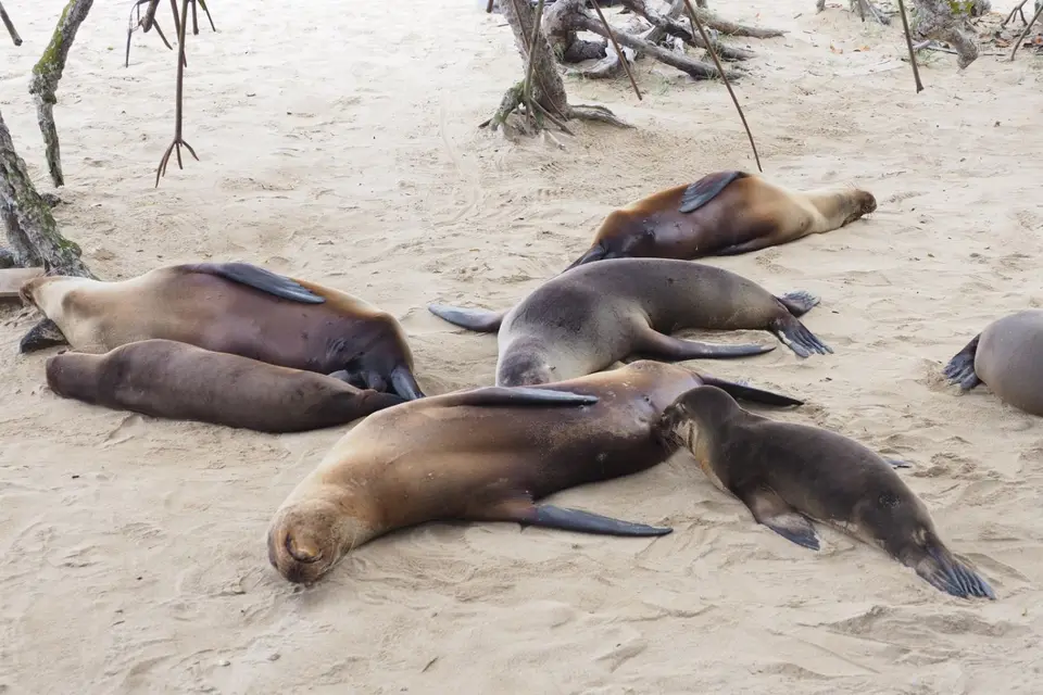273EquadorNov2023-GalapagosIsabela-Seelöwe.JPG