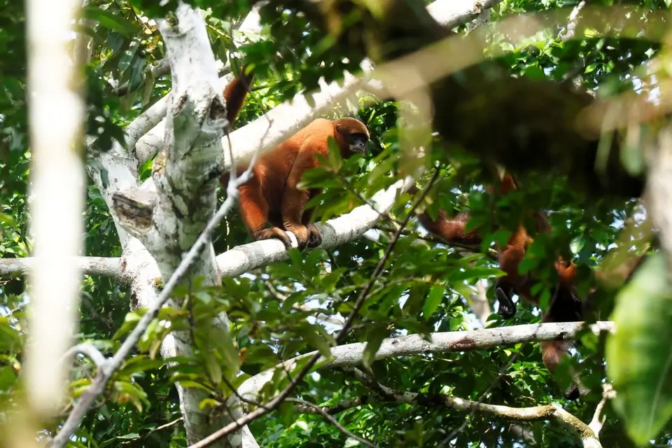 276EcuadorNov2023-YasuniNP-YasuniNP-whoollymonkey.JPG