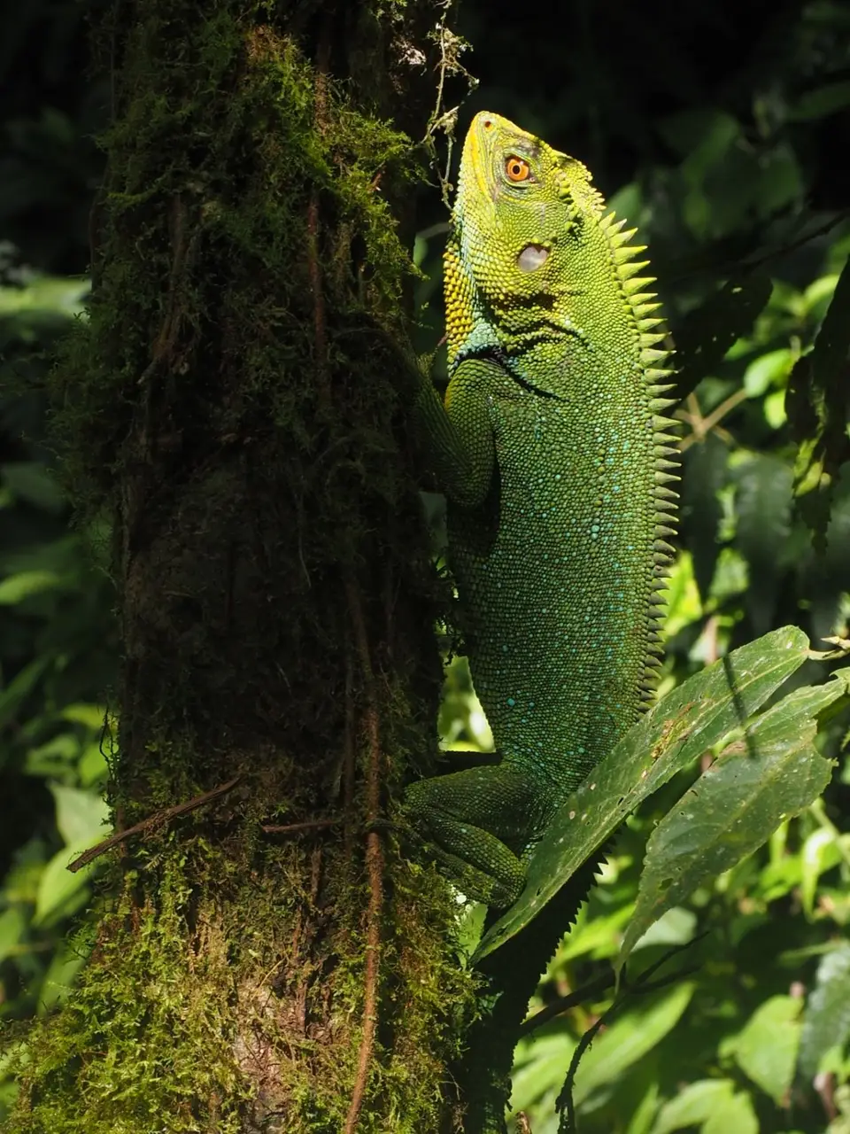 281EcuadorNov2023-Maquipucuna-Eidechse.JPG