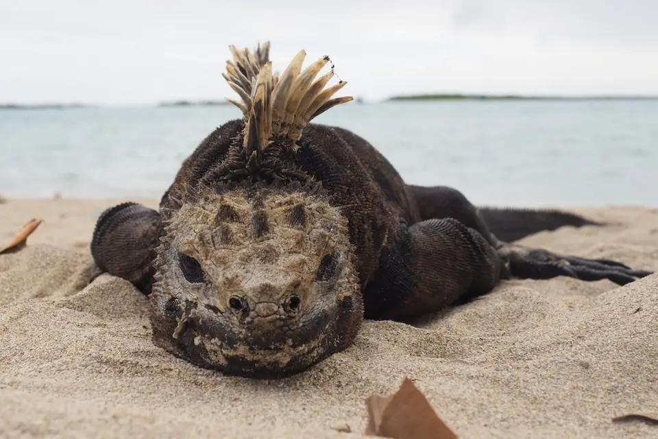 283EquadorNov2023-GalapagosIsabela-Meerechse.JPG
