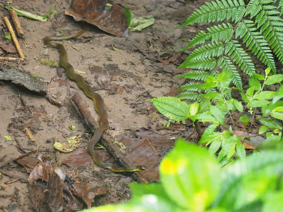 285EcuadorNov2023-Maquipucuna-Schlange.JPG