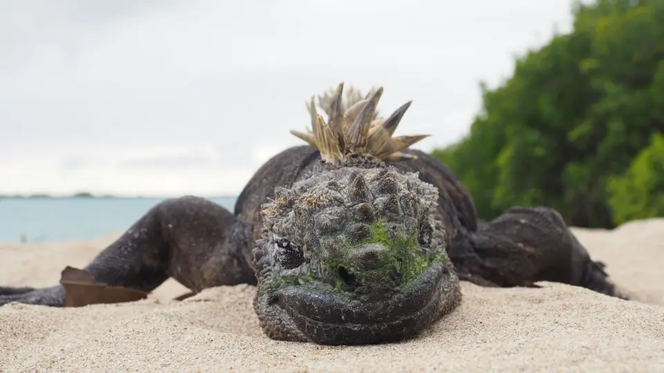 285EquadorNov2023-GalapagosIsabela-Meerechse.JPG