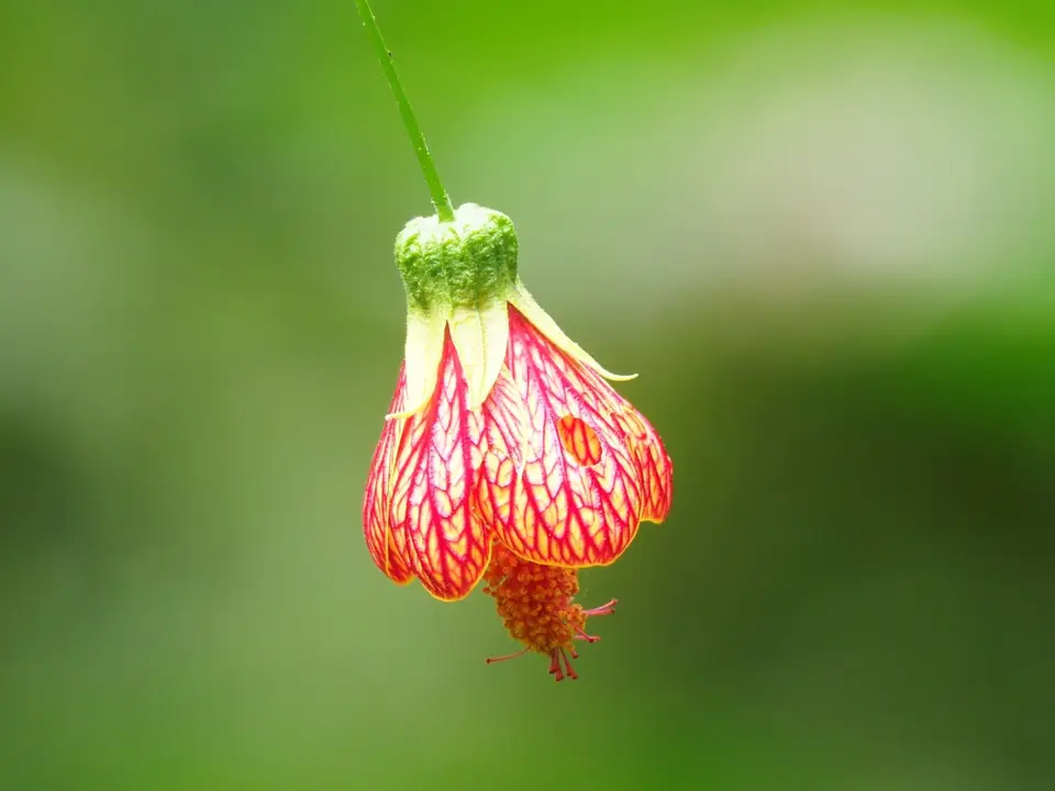 290EcuadorNov2023-Maquipucuna-Blüte.JPG