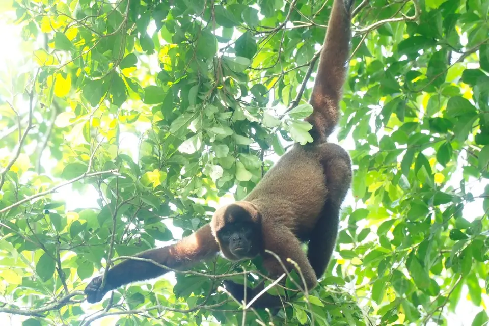 290EcuadorNov2023-YasuniNP-YasuniNP-whoollymonkey.JPG