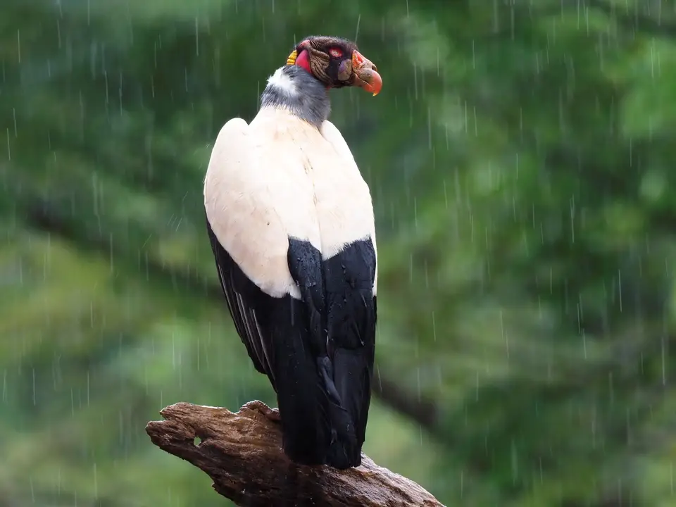 293CostaRicaNov2021BocaTapadaLagunadelLargatoLodge-KingVulture.JPG