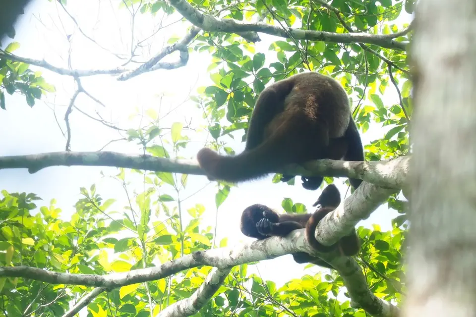 295EcuadorNov2023-YasuniNP-YasuniNP-whoollymonkey.JPG