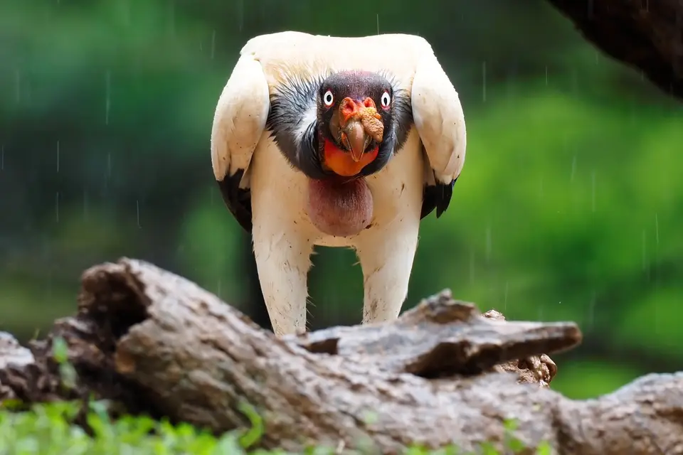 298CostaRicaNov2021BocaTapadaLagunadelLargatoLodge-KingVulture.JPG