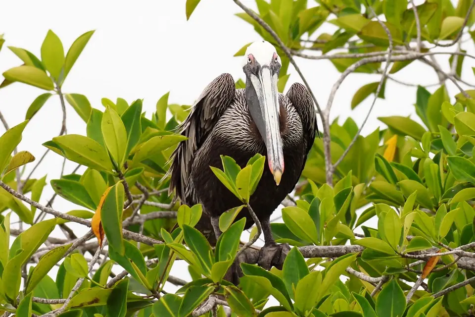 312EquadorNov2023-GalapagosIsabela-BrownPelican.JPG