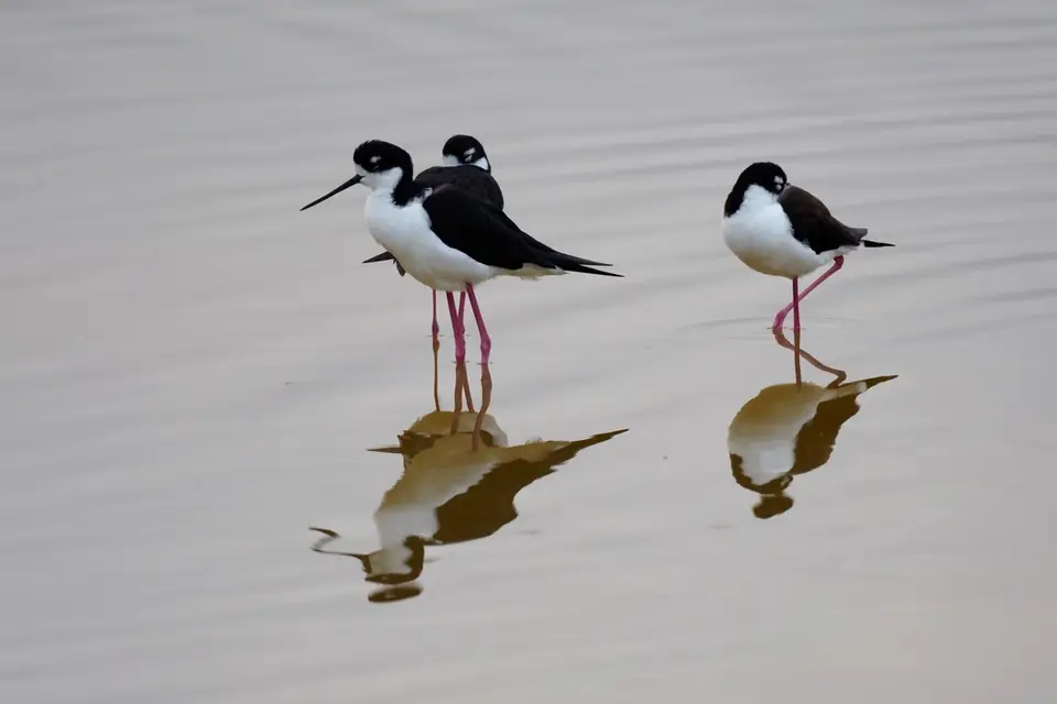 322EquadorNov2023-GalapagosIsabela-black-neckedstilt.JPG