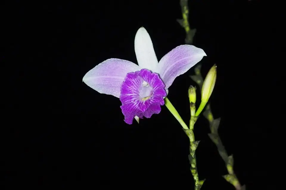 326EcuadorNov2023-YasuniNP-YasuniNP-Blüte.JPG