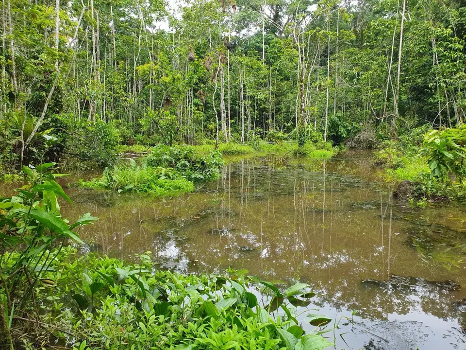 336EcuadorNov2023-YasuniNP-YasuniNP.jpg