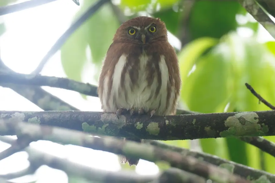 367EcuadorNov2023-YasuniNP-YasuniNP-FerruginousPygmy-owl.JPG