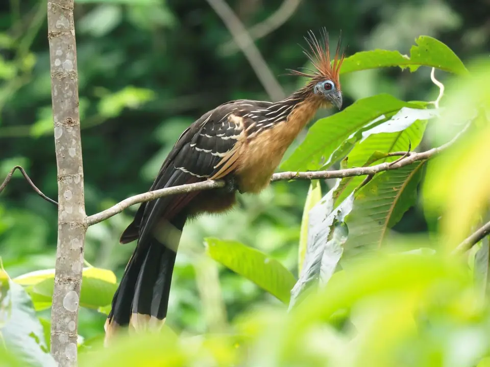 398EcuadorNov2023-YasuniNP-YasuniNP-Hoatzin.JPG