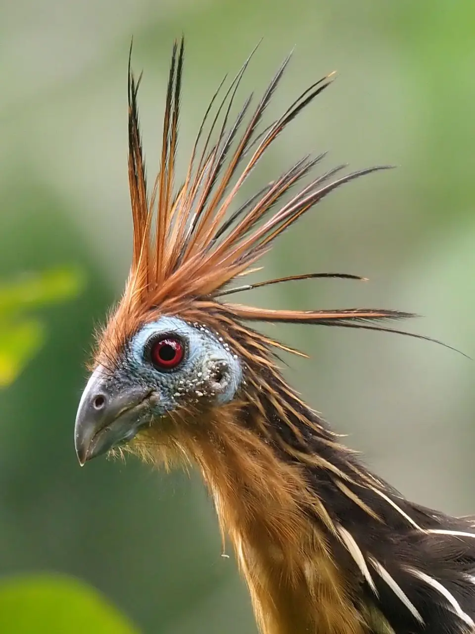 404EcuadorNov2023-YasuniNP-YasuniNP-Hoatzin.JPG
