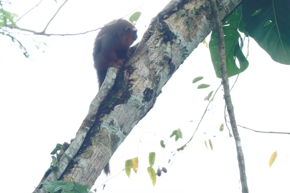 420EcuadorNov2023-YasuniNP-YasuniNP-DuskyTitiMonkey.JPG