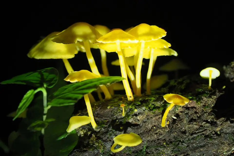 446EcuadorNov2023-YasuniNP-YasuniNP-Pilze.JPG