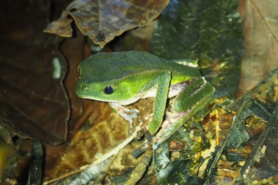 448EcuadorNov2023-YasuniNP-YasuniNP-Frosch.JPG
