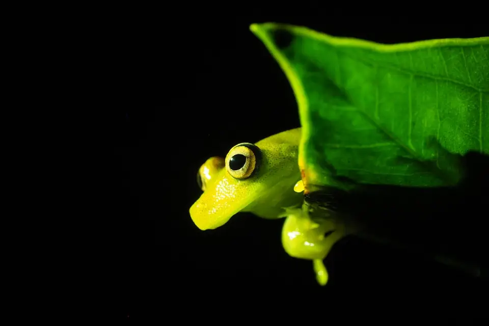 462EcuadorNov2023-YasuniNP-YasuniNP-Frosch.JPG