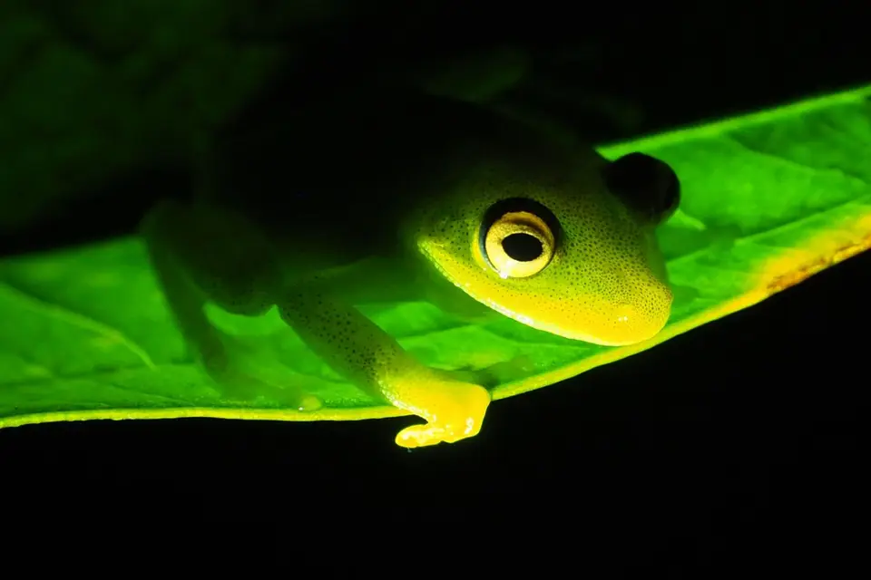 463EcuadorNov2023-YasuniNP-YasuniNP-Frosch.JPG