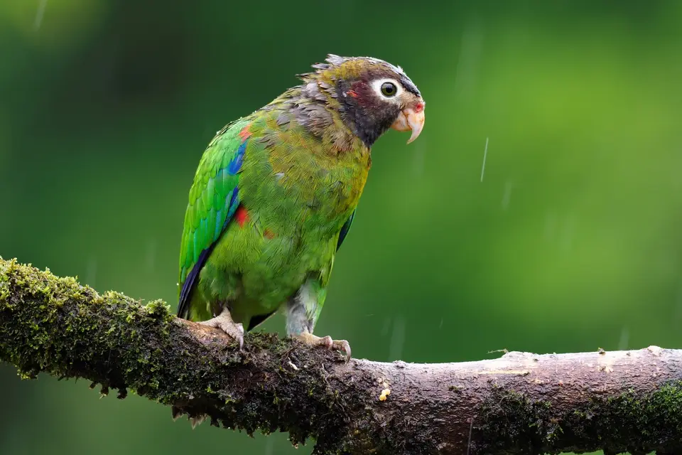 477CostaRicaNov2021BocaTapadaLagunadelLargatoLodge-Brown-hoodedparrot.JPG