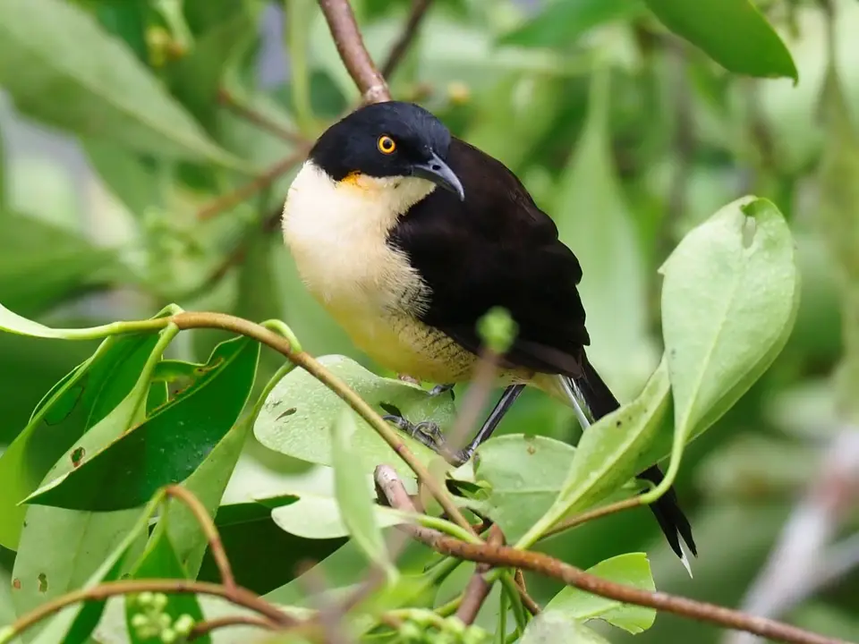 492EcuadorNov2023-YasuniNP-YasuniNP-black-cappedDonacobius.JPG