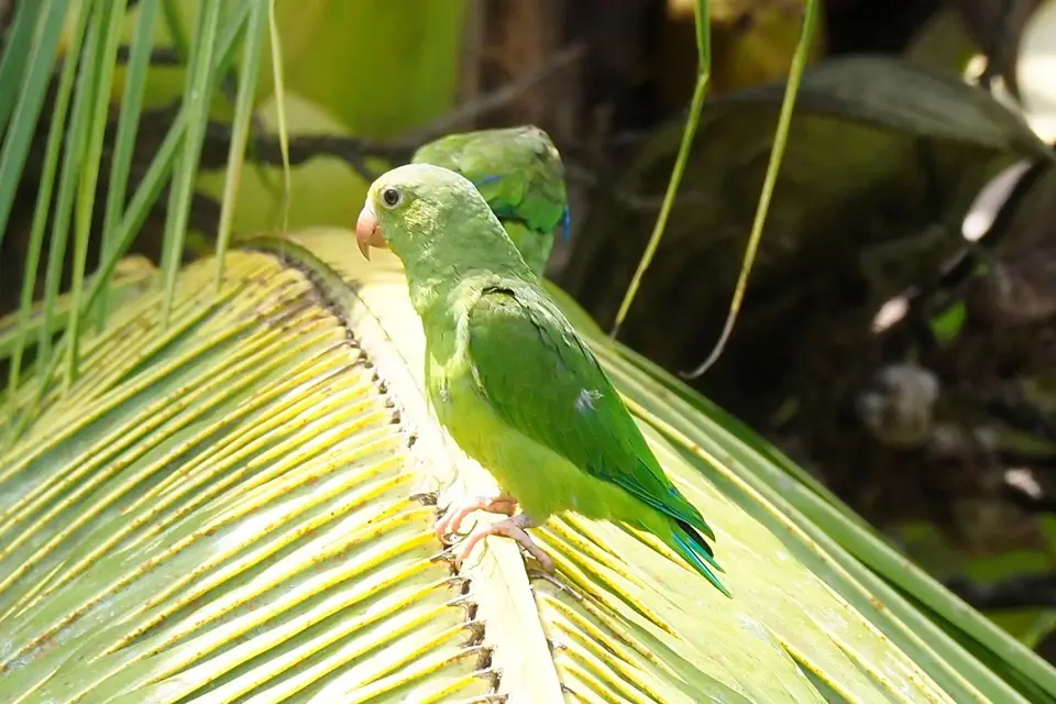 509EcuadorNov2023-YasuniNP-YasuniNP-cobalt-wingedparakeet.JPG